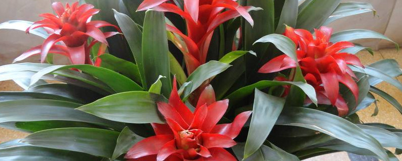 鴻運(yùn)當(dāng)頭怎么養(yǎng)才紅