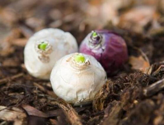 風(fēng)信子種球發(fā)霉怎么辦，涂抹滅菌靈、保持創(chuàng)面干燥