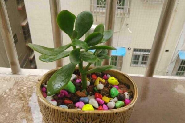 如何養(yǎng)燕子掌，養(yǎng)好燕子掌必須要掌握的技巧