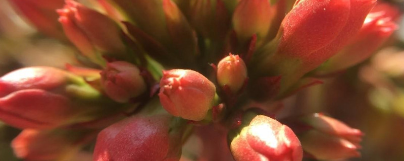 長(zhǎng)壽花夏季怎么管理