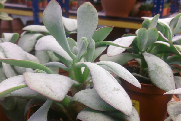 玉樹怎么養(yǎng)護(hù)，玉樹的四季養(yǎng)護(hù)方法