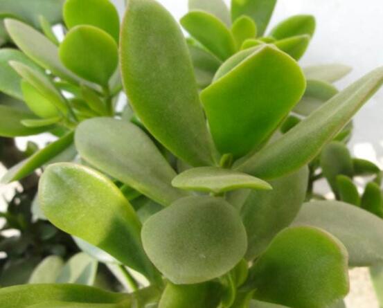 燕子掌的養(yǎng)殖方法和注意事項，老農(nóng)總結(jié)最實用八大養(yǎng)殖技巧