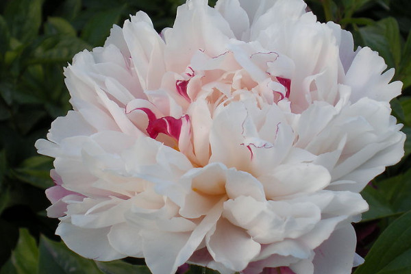 芍藥花什么時(shí)候換盆