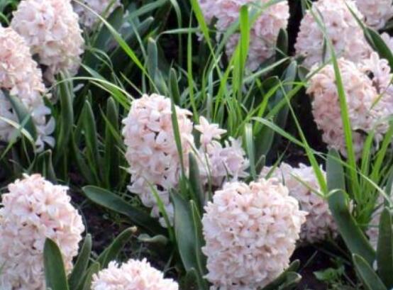 好看的風(fēng)信子圖片欣賞，姿色優(yōu)美，色彩艷麗