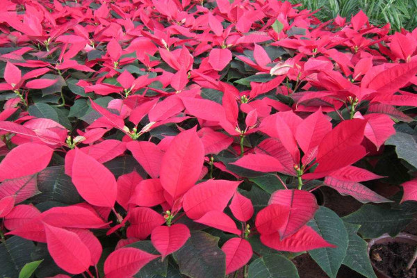 一品紅葉子卷起來發(fā)黃