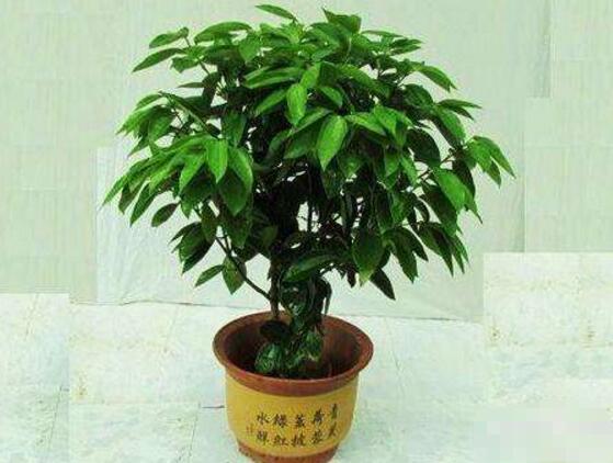 平安樹怎么修剪，平安樹的修剪方法和技巧