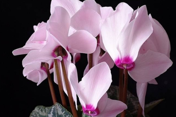 仙客來(lái)一年開幾回花