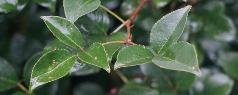 金櫻子一年結(jié)幾次果