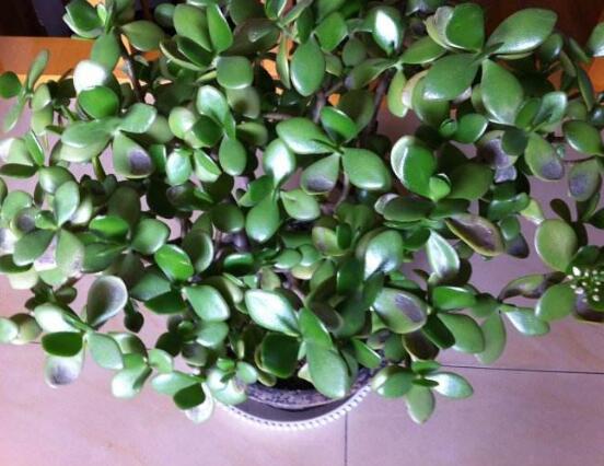 玉樹冬天怎么養(yǎng)，教你六個(gè)方法安然過(guò)冬