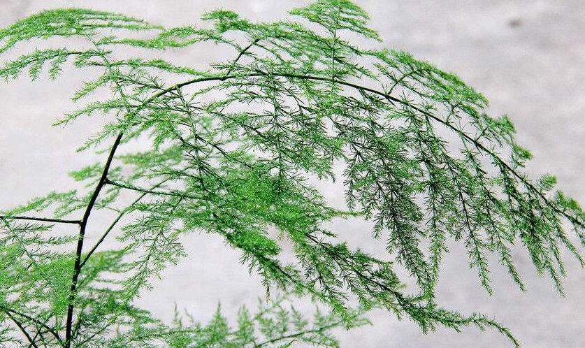 為什么家里不能養(yǎng)文竹，這是不科學的理論