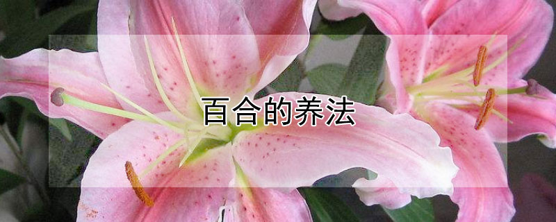 百合的養(yǎng)法