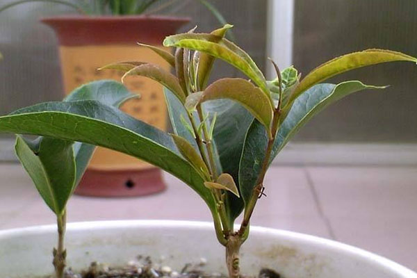 桂花樹(shù)怎么扦插