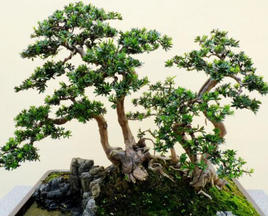 羅漢松修剪方法圖解，只需要三點(diǎn)步驟造型美觀茂盛