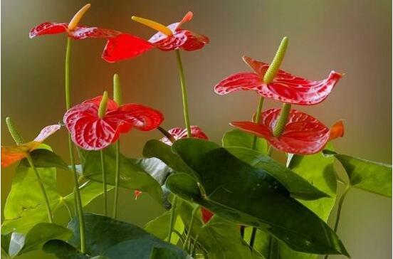 紅掌怎么養(yǎng)才能開花，只需要做好六點花開茂盛