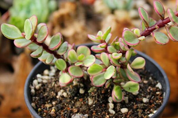 雅樂之舞怎么施肥，雅樂之舞的施肥方法