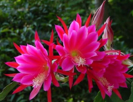 哪種仙人球開花最漂亮，令箭荷花欣賞價值最高