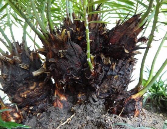 鐵樹怎么繁殖，鐵樹四大繁殖方法