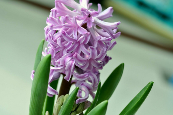 風(fēng)信子凋謝后怎么處理，修剪葉片并保留根莖