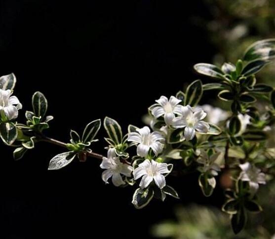 六月雪如何養(yǎng)，老農總結最實用六大基本養(yǎng)殖方法