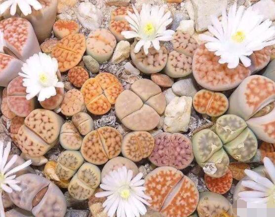 生石花移植方法，做好六點(diǎn)基本步驟成功率百分百