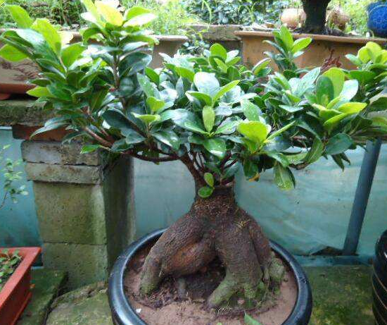 關(guān)于榕樹的資料，老農(nóng)總結(jié)七個最全面的概述