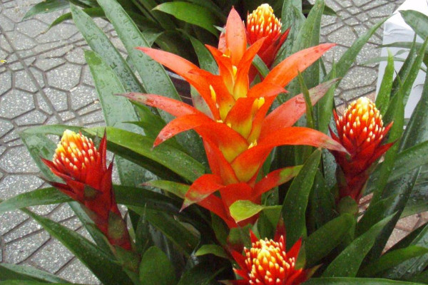 鴻運當(dāng)頭的側(cè)芽怎么切