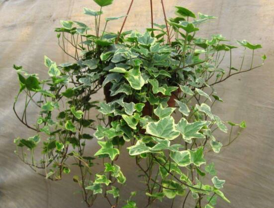 常春藤干枯了還會活嗎，干枯后存活四種解決辦法