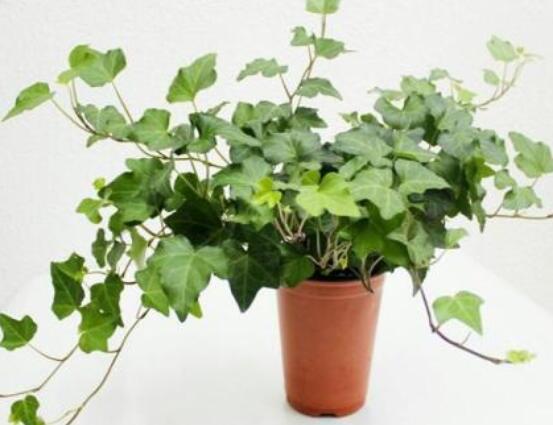 常春藤晚上能放臥室嗎，能/凈化空氣、舒緩身心、擋煞驅(qū)煞