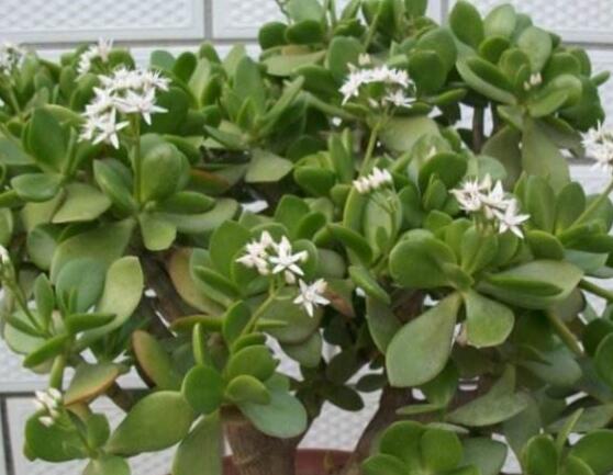 關(guān)于玉樹開花的迷信說法，（玉樹開花人離世）是假的