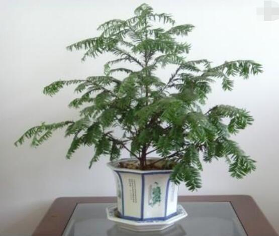 如何養(yǎng)紅豆杉，土壤要豐富營(yíng)養(yǎng)/肥水相結(jié)合