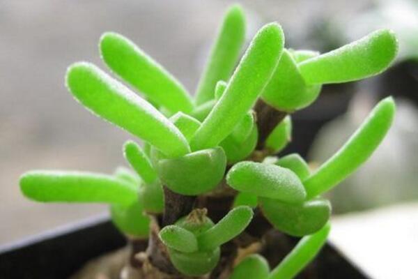 碧光環(huán)怎么保持短耳朵，可通過以下方法進行控制