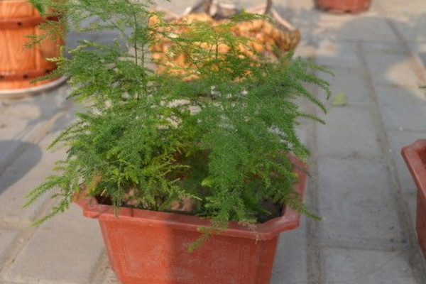 文竹黃了怎么辦，適當(dāng)遮陰并控制肥水