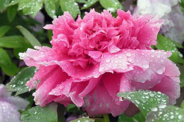 牡丹花什么時(shí)候種