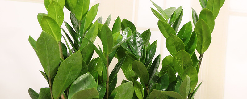 金錢樹夏天能用營養(yǎng)液嗎