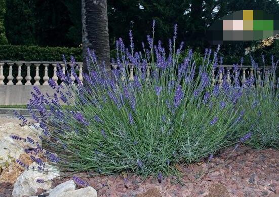 薰衣草的種類圖片大全，欣賞最好看的六大品種