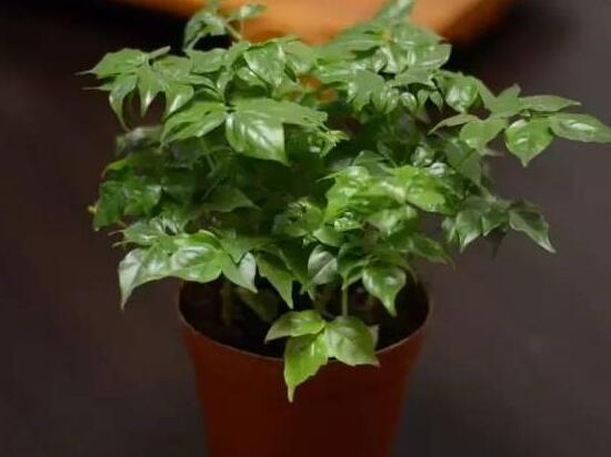 幸福樹(shù)怎么繁殖，教你三種繁殖方法(播種/壓條/扦插)