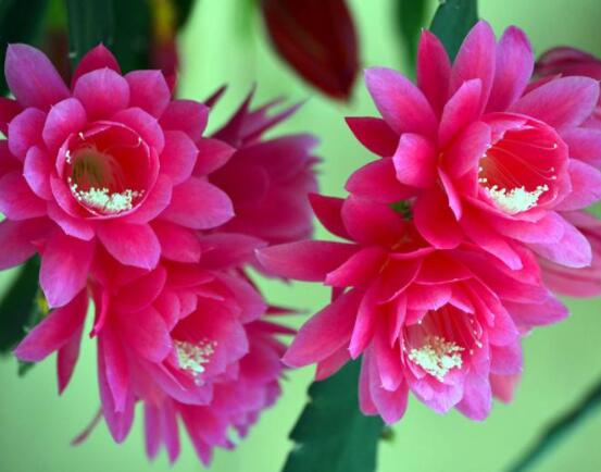 哪種仙人球開(kāi)花最漂亮，令箭荷花欣賞價(jià)值最高