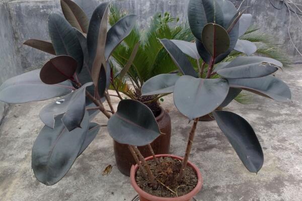 橡皮樹的養(yǎng)殖方法，保證植株生長的5大要點