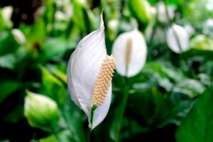 一帆風(fēng)順葉尖發(fā)黃干枯怎么辦，及時提供光照補充水分