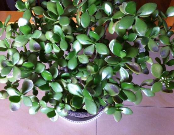 玉樹常見(jiàn)的病蟲害防治，教你四種辦法簡(jiǎn)單學(xué)會(huì)