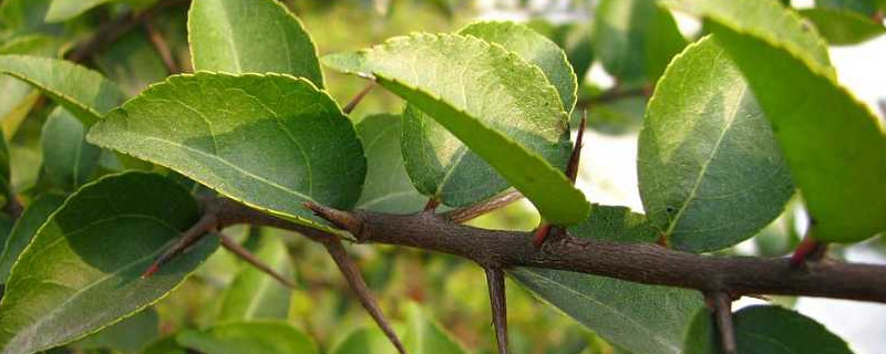蒙古櫟果實(shí)可以吃嗎