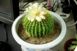 仙人球開(kāi)花后怎么處理，保證光照充足并減少澆水