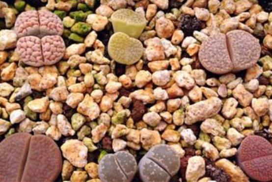 生石花怎么種植，做好六個(gè)步驟盆盆爆滿