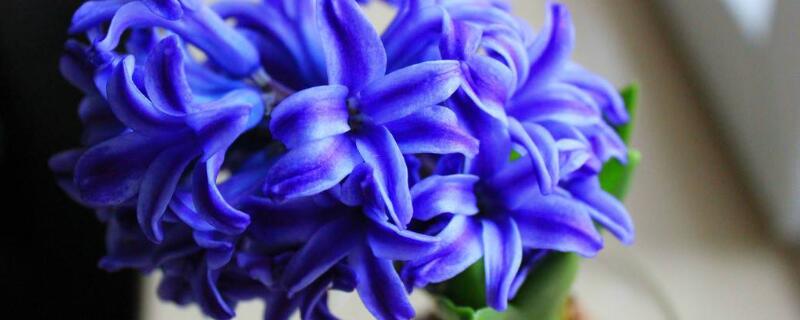 風(fēng)信子的繁殖方法