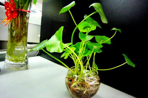 水培銅錢草的養(yǎng)殖方法和注意事項，確保水質(zhì)干凈清潔