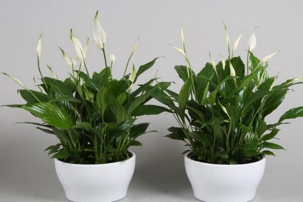 一帆風(fēng)順怎么不開花，不開花原因以及對策