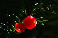 紅豆杉有哪些品種，中國就有6個品種