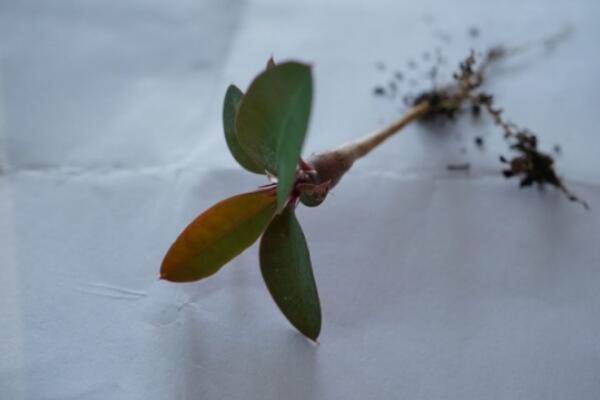 虎刺梅扦插方法配圖，早春時期最適合扦插