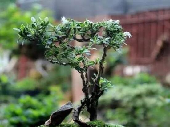 六月雪不發(fā)芽怎么辦，教你三種最直觀解決辦法