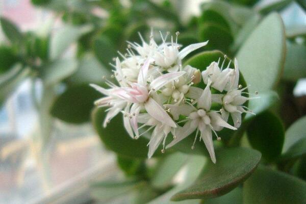 玉樹什么時候開花，冬末春初開花